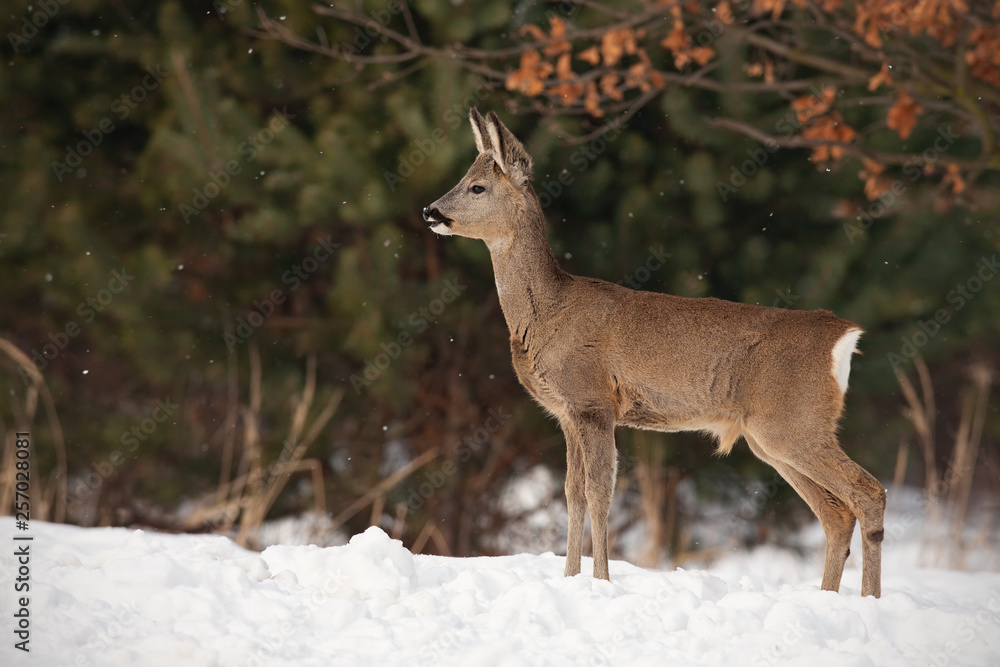 Roe deer, capreolus capreolus, in deep snow in winter. Wild animal in freezing environment. Cold wildlife scenery. Roe deer, capreolus capreolus, in deep snow in winter. Wild animal in freezing environment. Cold wildlife scenery.