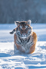 Siberian Tiger running in snow. Beautiful, dynamic and powerful photo of this majestic animal. Set in environment typical for this amazing animal. Birches and meadows