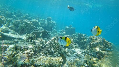 underwater world of the Indian Ocean on Maldives