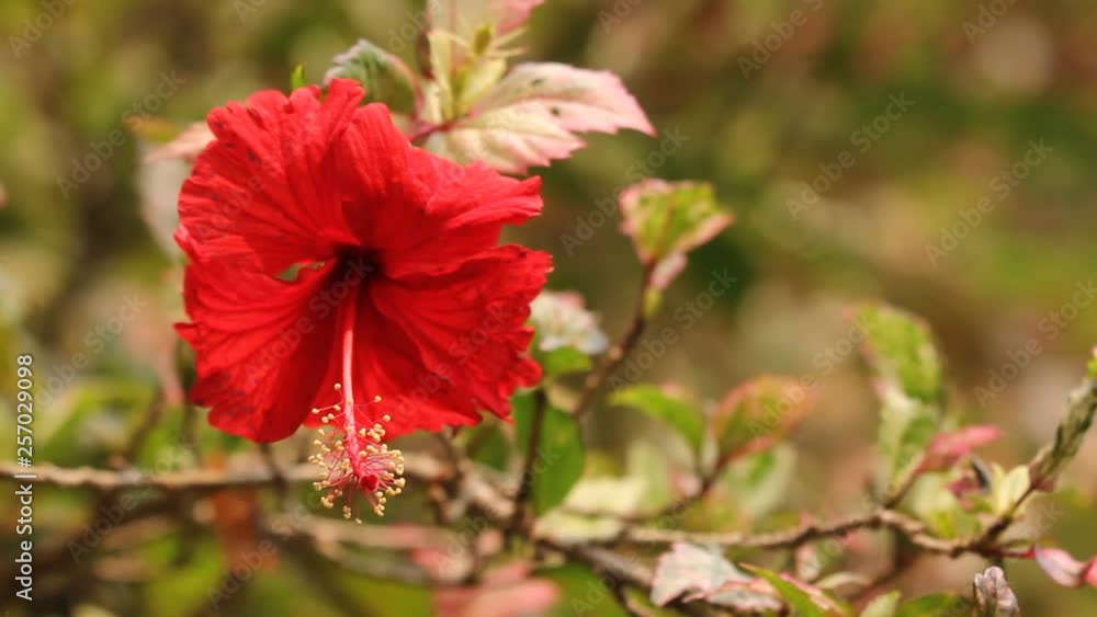 Close up of Hibiscus rosa-sinensis Flower Close up of Hibiscus rosa-sinensis Flower