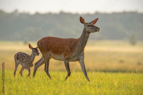 Red deer hind with calf walking at sunset. Mother and child animal in nature. Wildlife family. Female deer protecting its young.
