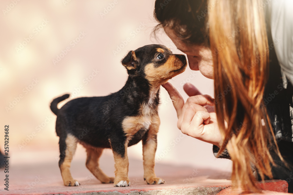 Close up of young Caucasian woman petting little cute puppy outdoors on sunny day. Close up of young Caucasian woman petting little cute puppy outdoors on sunny day.