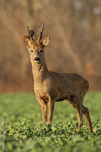 Roe deer stag at sunset with winter fur. Roebuck on a field with blurred background. Wild animal in nature. © WildMedia