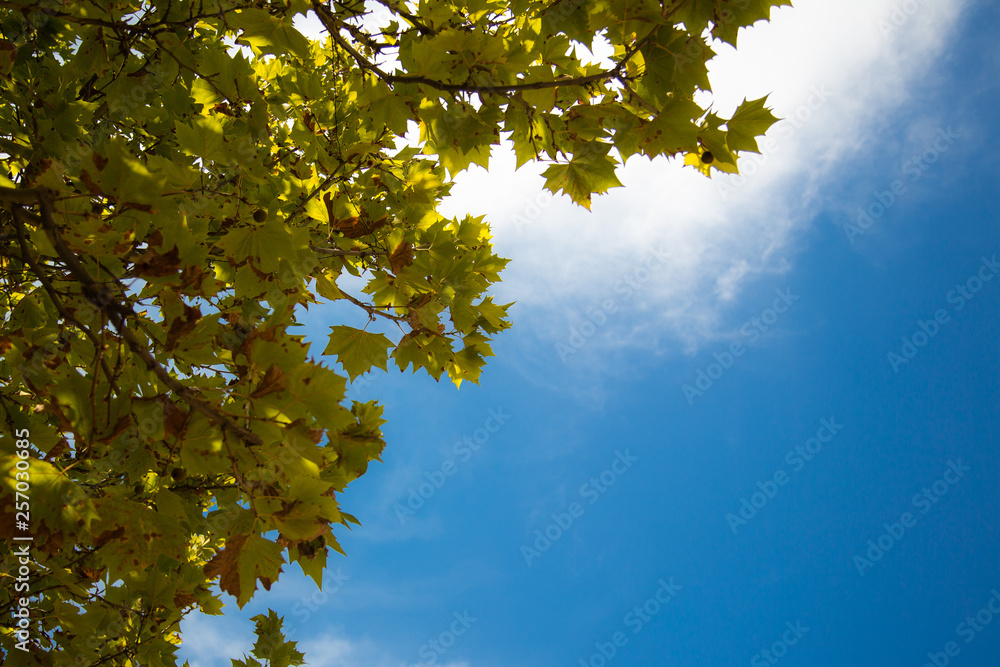 Obraz premium autumn leaves against blue sky
