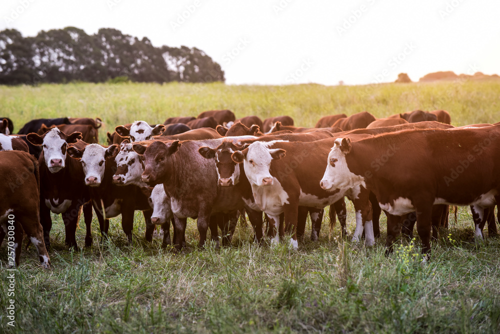 Obraz premium Group of steers looking at the camera, Pampas, Argentina