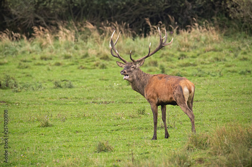 Majestic red deer, cervus elaphus, stag in rut © WildMedia