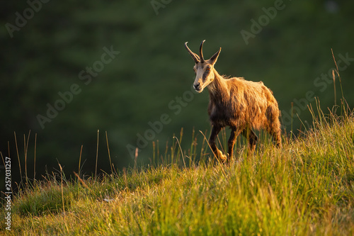 Fototapeta Naklejka Na Ścianę i Meble -  Alpine chamois, rupicapra rupicapra, in the mountains at sunset. Wild animal in alps appearing on the horizion. Dynamic contrast mountain light. Wildlife scenery from nature.