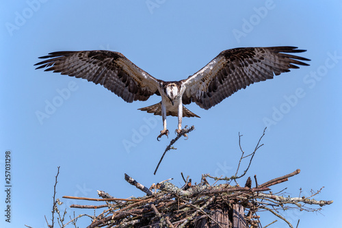 Osprey returning with material for the nest