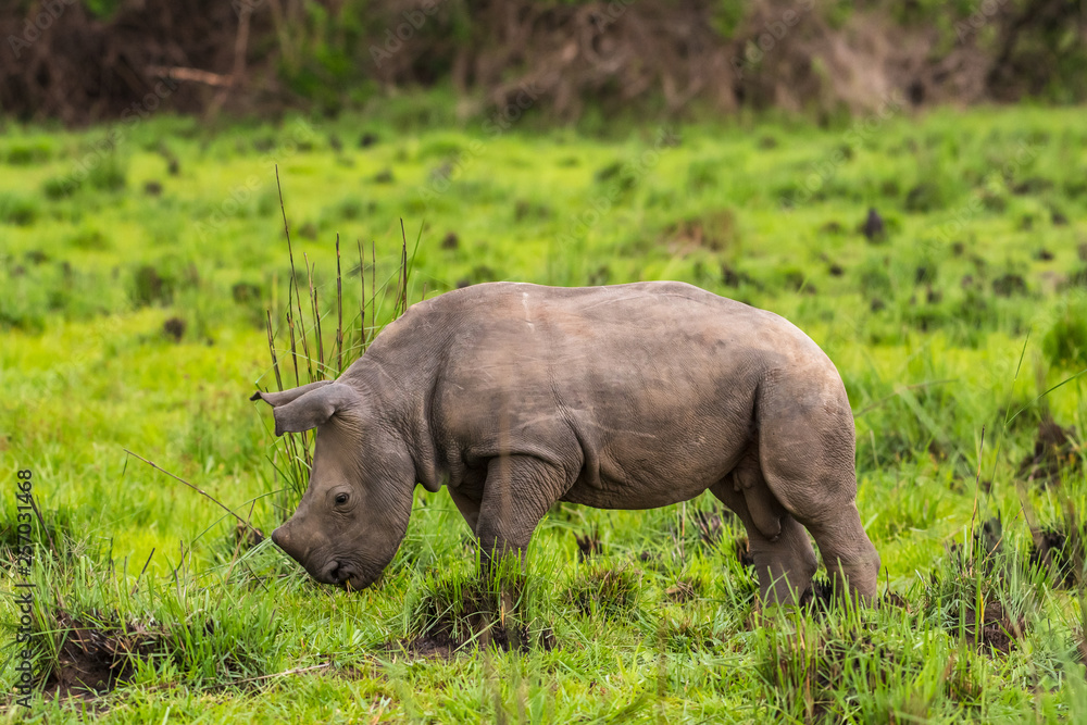 Obraz premium White rhinoceros (Ceratotherium simum) with calf in natural habitat, South Africa