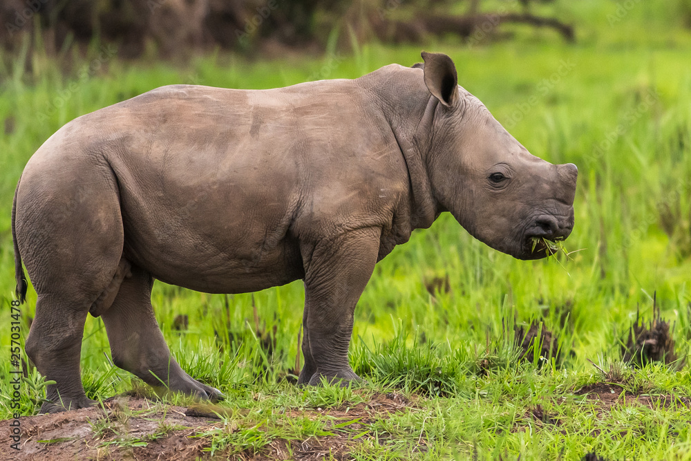 White rhinoceros (Ceratotherium simum) with calf in natural habitat, South Africa White rhinoceros (Ceratotherium simum) with calf in natural habitat, South Africa