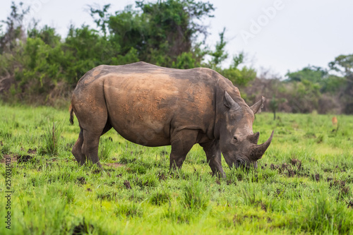 White rhinoceros (Ceratotherium simum) with calf in natural habitat, South Africa