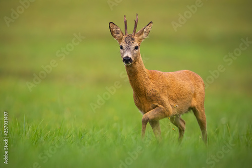 Roe deer, capreolus capreolus, buck in summer. Wild animal with space around approaching. Wildlife scenery of mammal walking on a meadow with flowers.