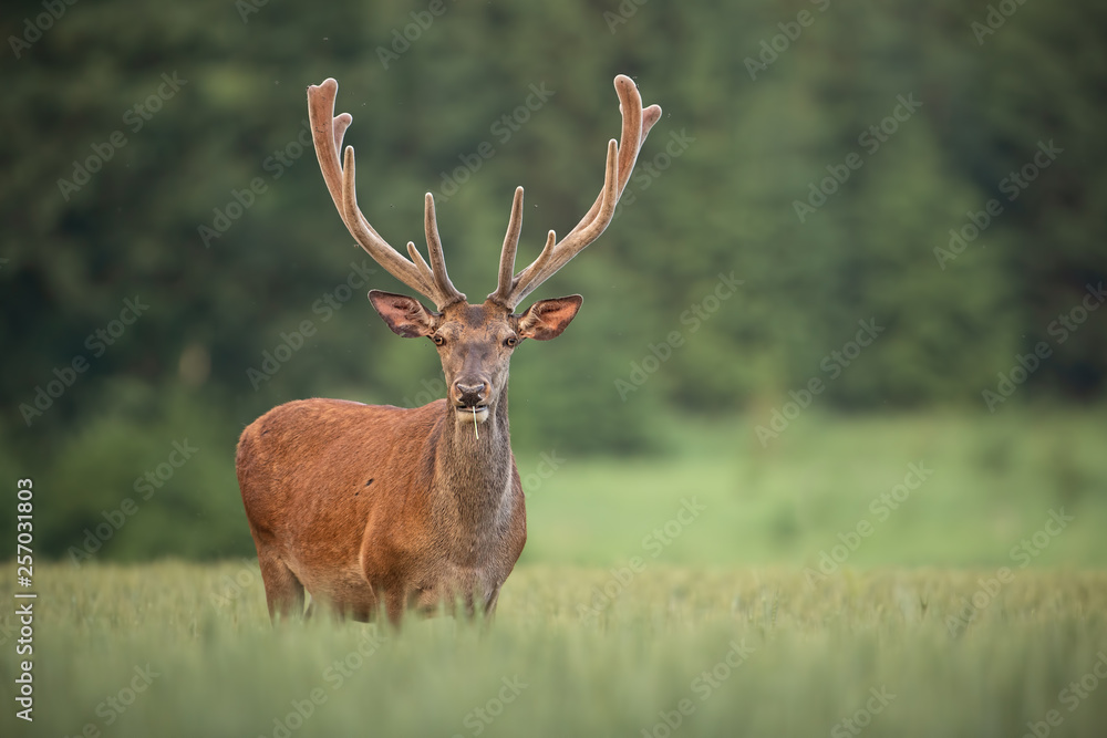 Obraz premium Red deer, cervus elaphus, with antlers growing in velvet. Wildlife in summer.
