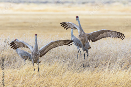 Migrating Greater Sandhill Cranes in Monte Vista, Colorado