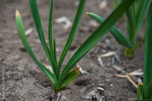 Young green shoots of garlic. Green feathers of garlic in the garden