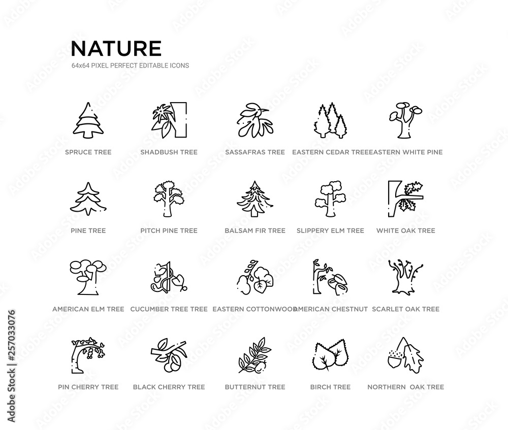 Fototapeta premium set of 20 line icons such as eastern cottonwood tree, cucumber tree tree, american elm slippery elm balsam fir pitch pine pine eastern cedar sassafras shadbush nature outline thin icons collection.