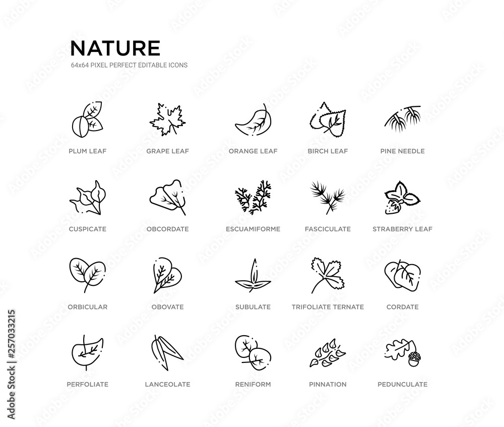 set of 20 line icons such as subulate, obovate, orbicular, fasciculate, escuamiforme, obcordate, cuspicate, birch leaf, orange leaf, grape leaf. nature outline thin icons collection. editable 64x64