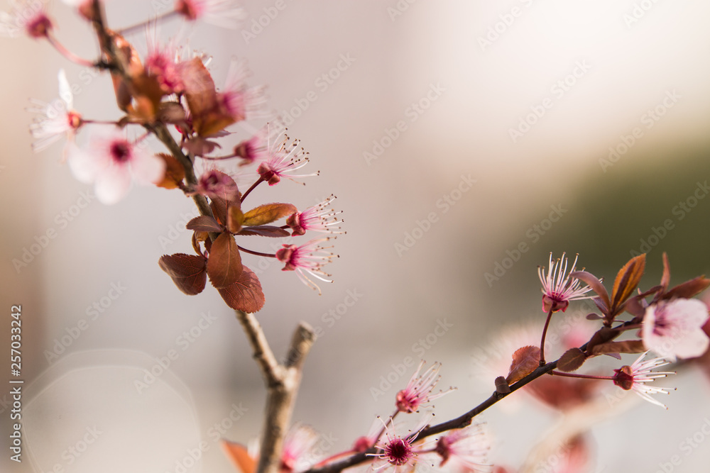 Branch of blossom at the spring morning