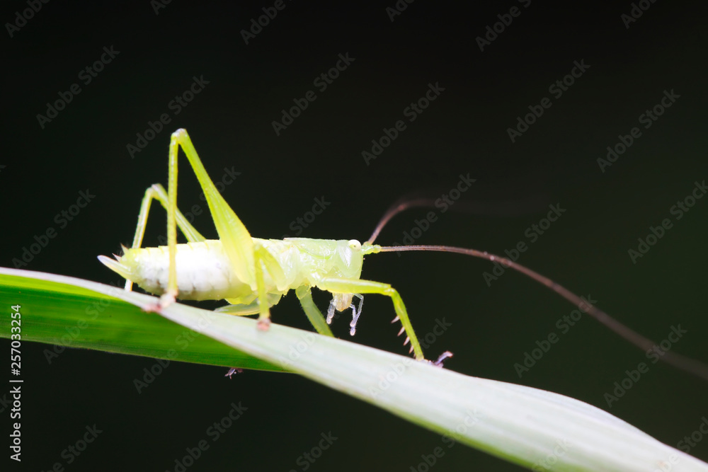 Fototapeta premium longhorned grasshoppers nymphs