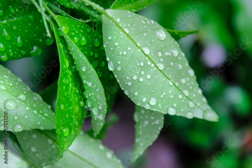 morning dew on the leaves of orange trees