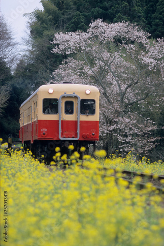 Spring Kominato Railway - 春色の小湊鉄道