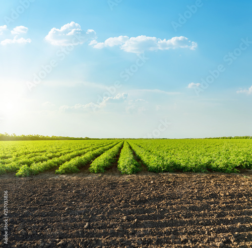 Photo good sunset with clouds over agricultural green field with tomatoes