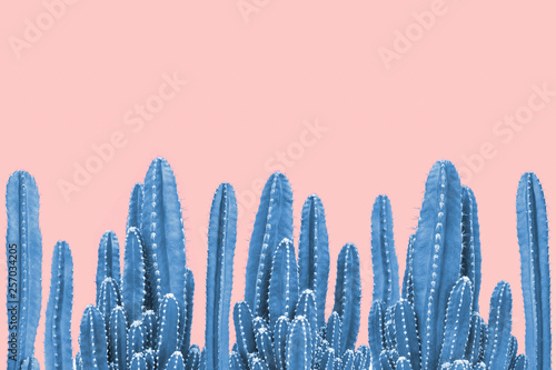Blue cactus on pink background © giftography
