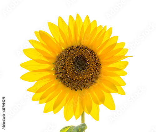 single sunflower closeup. isolated on white background.