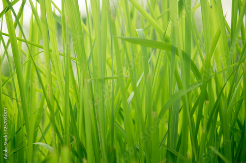 Green grass in eye level view for background or graphic design.