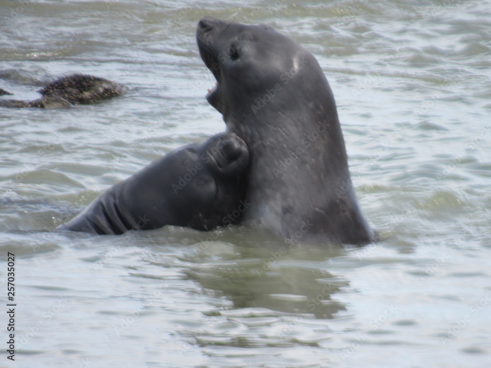 Fototapeta premium peleando