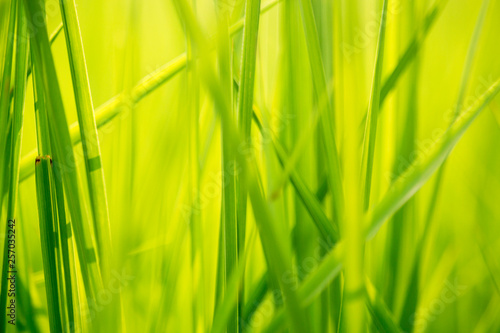 Green grass in eye level view for background or graphic design.