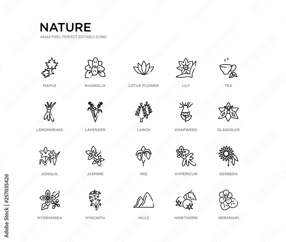set of 20 line icons such as iris, jasmine, jonquil, knapweed, larch, lavender, lemongrass, lily, lotus flower, magnolia. nature outline thin icons collection. editable 64x64 stroke