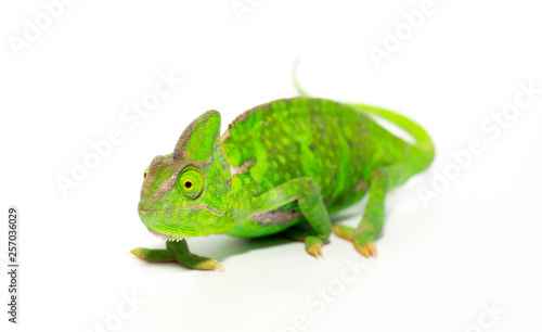 Beautiful Chameleon closeup isolated on white background. Multicolor beautiful reptile chameleon with colorful bright skin. The concept of disguise and bright skins. Exotic tropical animal.