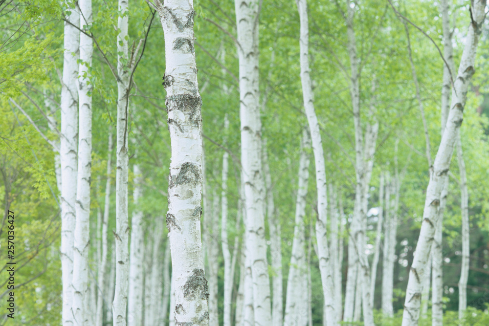 Obraz premium An exhilarating birch forest - 爽快なるシラカバの森