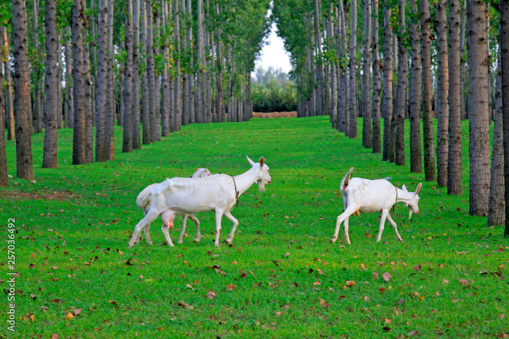 Fototapeta premium Goats in the forest