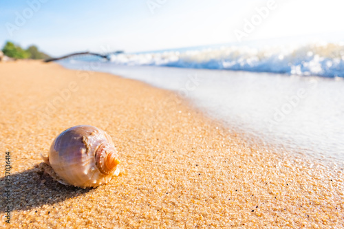 Seashell beach shell, blue sky, beautiful summer