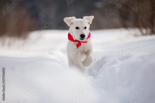 Golden Retriever in the winter forest