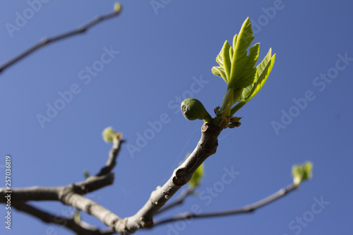 branch of a fig tree