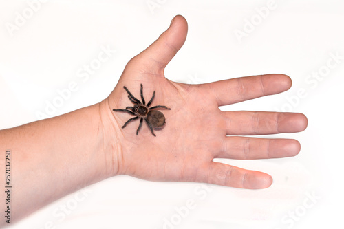 Tarantula spider on a man's hand close up isolated on white background. The concept of fear and Halloween holiday. horror