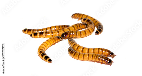 Worms larvae zophobas closeup isolated on white background. Food for exotic animals. The concept of fear and horror, Halloween holiday.