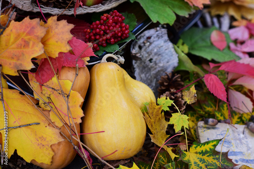 pumkings birch bark guelder rose among autumn leaves photo