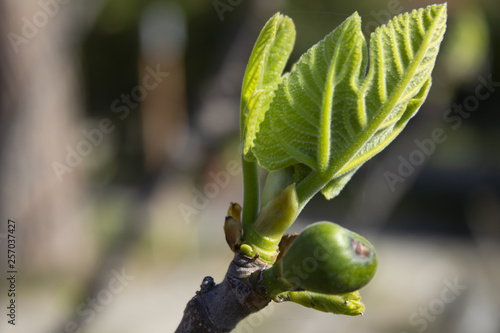 branch of a little fig tree whit leaf
