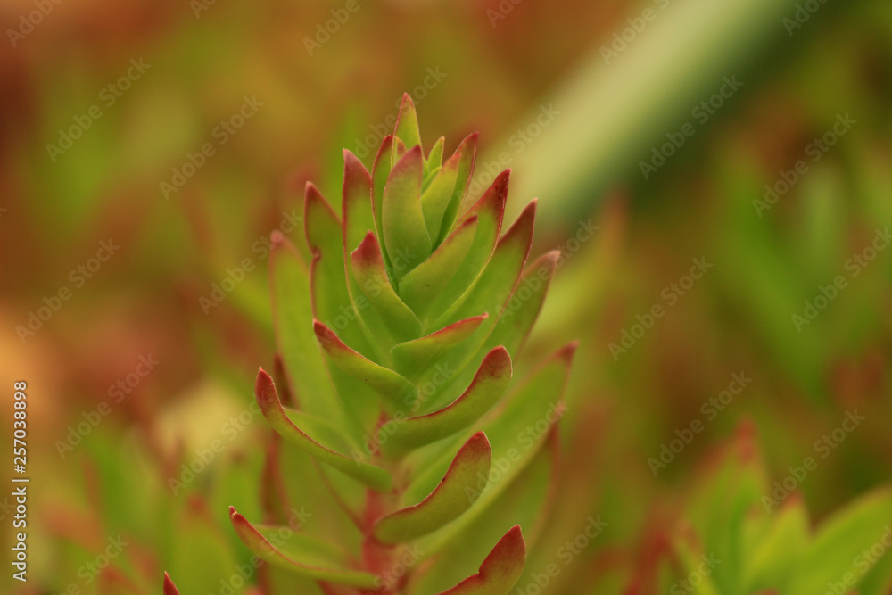 Succulents in a botanical garden - Crassula sp. Succulents in a botanical garden - Crassula sp.