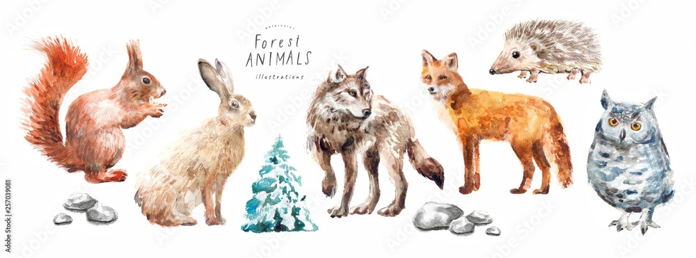 Watercolor illustrations of forest animals: hare, wolf, fox, hedgehog, owl, squirrel, spruce, isolated freehand drawings - obrazy, fototapety, plakaty 
