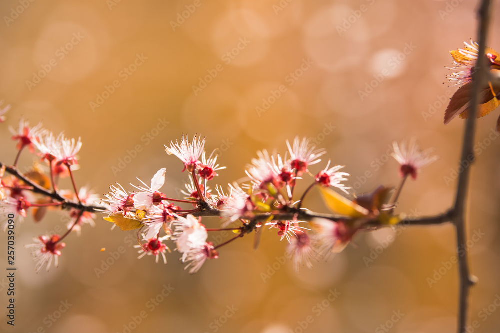 Branch of blossom at the spring morning Branch of blossom at the spring morning