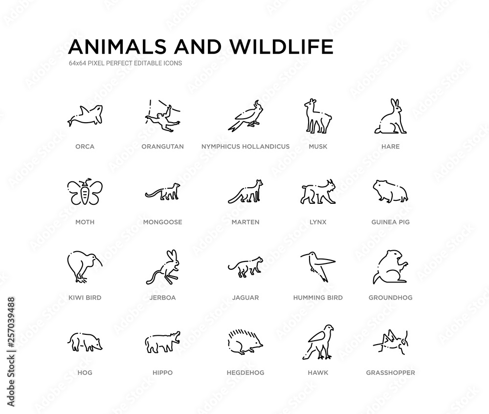 set of 20 line icons such as jaguar, jerboa, kiwi bird, lynx, marten, mongoose, moth, musk, nymphicus hollandicus, orangutan. animals and wildlife outline thin icons collection. editable 64x64