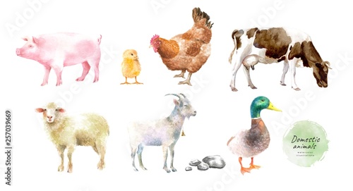 Stampa su Tela Watercolor illustrations of domestic animals: pig, chicken, chicken, cow, ram, g