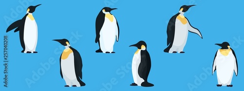 flat penguins on a blue background collection photo