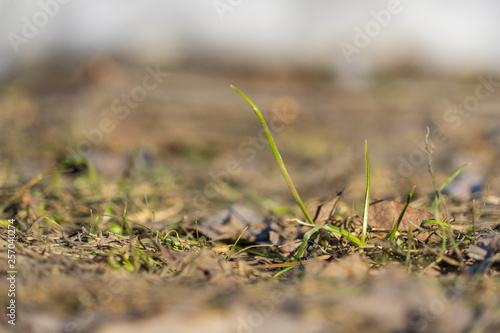 Abstract spring background of grass  under melting snow.