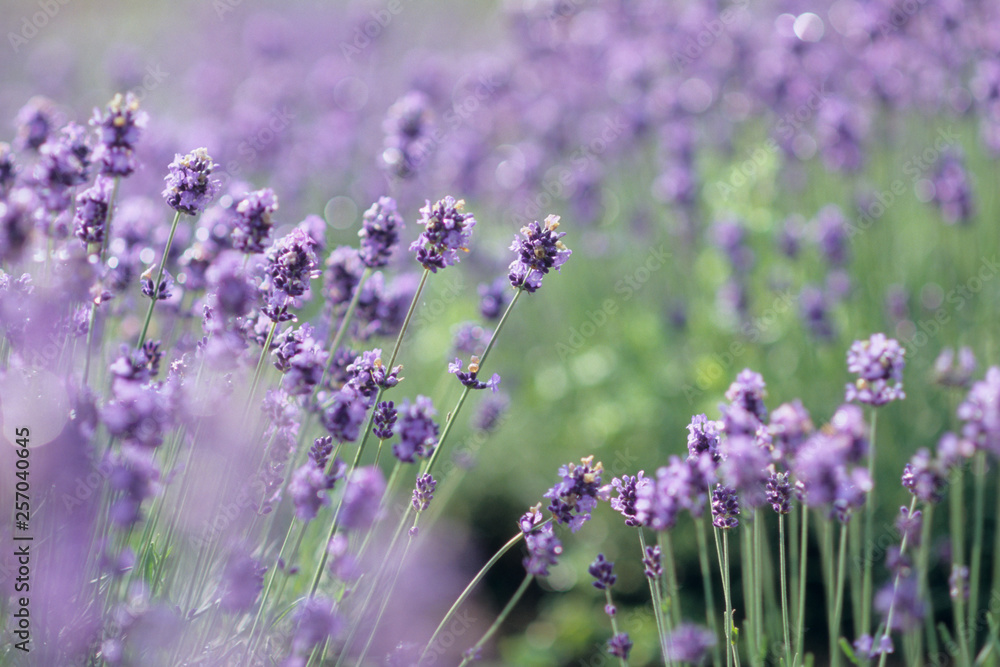 Obraz premium A Lavender Flowers - ラベンダーの花たち
